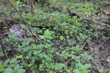 Ormanda çiçek açan yonca