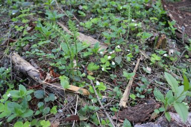 Ormanda çiçek açan yonca