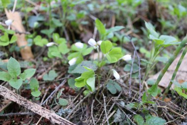 Ormanda çiçek açan yonca