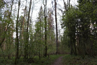 Rusya 'da yaz üstüne orman