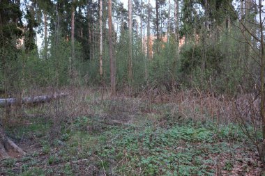 Rusya 'da yaz üstüne orman