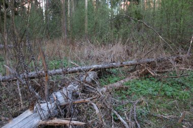 Ormanda devrilmiş ağaçlar. İlkbahar başı