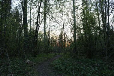 Yazın gün batımında kozalaklı orman