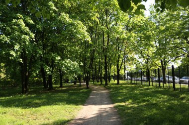 Baharın başı. Güneş parlıyor, sabah. Parktaki yeşil ağaçlar