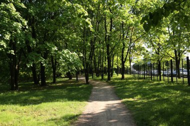 Baharın başı. Güneş parlıyor, sabah. Parktaki yeşil ağaçlar