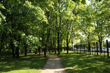 Baharın başı. Güneş parlıyor, sabah. Parktaki yeşil ağaçlar