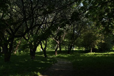 Yazın yeşil orman Güneşte Rusya 'da Moskova