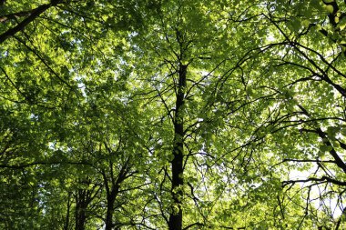 Baharın başı. Güneş parlıyor, sabah. Parktaki yeşil ağaçlar