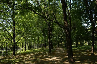 Baharın başı. Güneş parlıyor, sabah. Parktaki yeşil ağaçlar