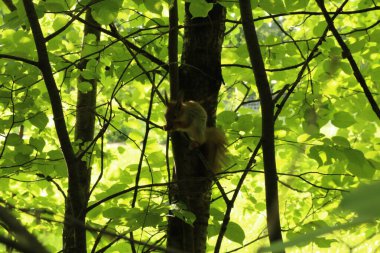 Ağaçtaki sincap parkta fındık yiyor.