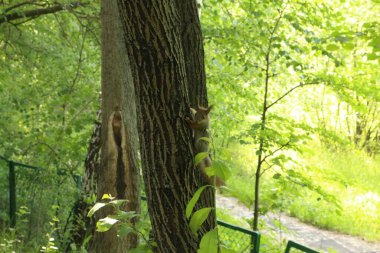 Ağaçtaki sincap parkta fındık yiyor.