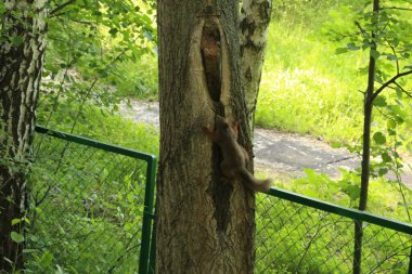 Ağaçtaki sincap parkta fındık yiyor.