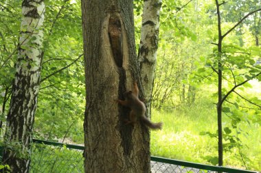 Ağaçtaki sincap parkta fındık yiyor.