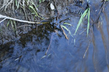Bir kurbağa bataklıkta oturur.