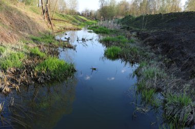 Rusya 'nın yaz aylarında tarlaların arasında bataklık