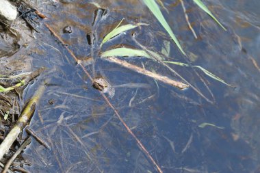 Bir kurbağa bataklıkta oturur.