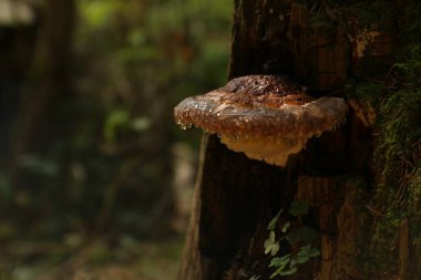 Çiy damlaları olan ağaçta fomitopsis mantarları