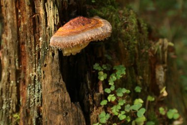 Çiy damlaları olan ağaçta fomitopsis mantarları