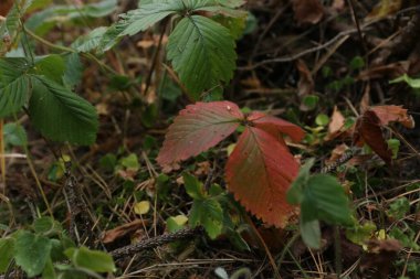 Bahçe çileklerinden taze yeşil yapraklar..