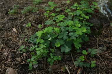 Yazın makroda ormandaki bir çok farklı yeşil bitki