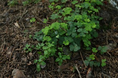 Yazın makroda ormandaki bir çok farklı yeşil bitki