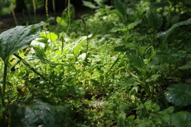 Yazın makroda ormandaki bir çok farklı yeşil bitki