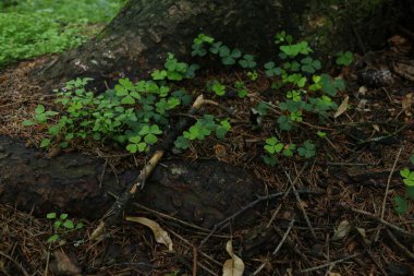 Yazın makroda ormandaki bir çok farklı yeşil bitki