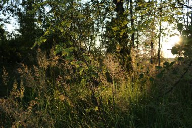 Çimenler ve çalılar gün ışığında altın saatinde