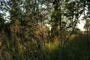 Çimenler ve çalılar gün ışığında altın saatinde