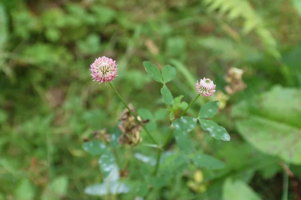 Rózsaszín Lóhere Erdőben — Stock Fotó