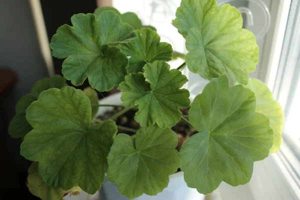 Kapalı alan çiçeği pelargonium güzellik