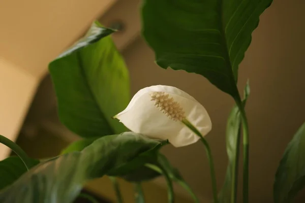 blooming anthurium white plant