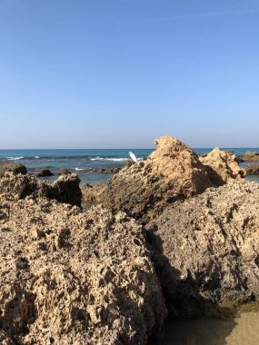 Deniz kenarındaki kayalıklardaki martı İsrail