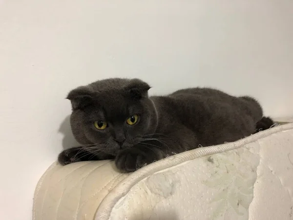 Grey Lop Eared Cat — Stock Photo, Image