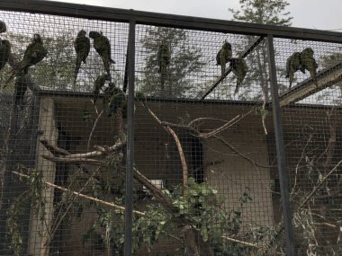 Tel Aviv Hayvanat Bahçesindeki papağanlar