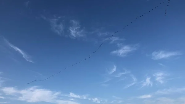 Cesarea Israel Una Bandada Patos Voladores — Foto de Stock