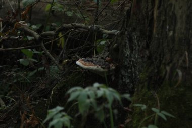 Sonbahar günü düşen yapraklar, dallar ve çimlerden oluşan orman zemininin zemininde, alevli mantarlarla kaplı bir ağaç gövdesi (polipore).