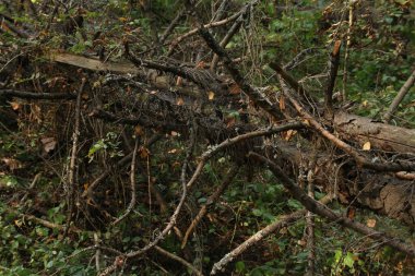 Ormanda devrilmiş bir ağacın gövdesi. yaz