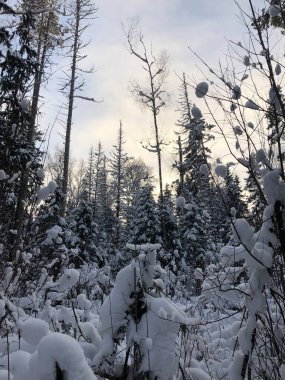 Ormanda kış, mavi gökyüzü, karla kaplı köknar ağaçları.