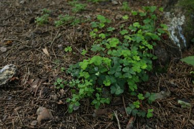 Ormanda yeşil bitkiler, yaz, bir sürü yeşillik.