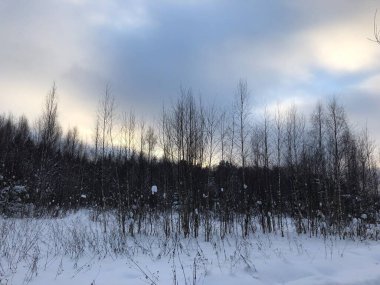 Kış manzarası, çıplak ağaç gövdeleri
