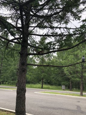 Parktaki Noel ağacındaki sincap, yaz