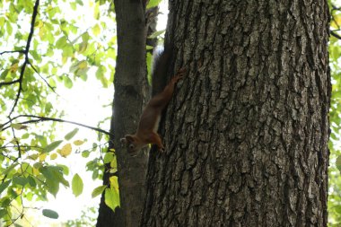 Yazın parkta bir ağaç gövdesinde sincap.