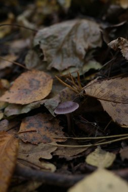 Sonbaharda ormandaki yaprakların altında zehirli mantarlar