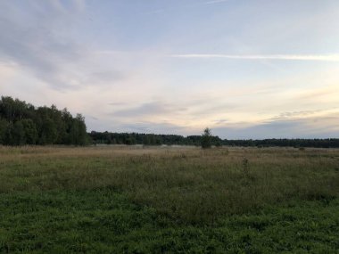 Ufukta bir ormanın önünde çimen olan bir tarla. Günün gün batımı