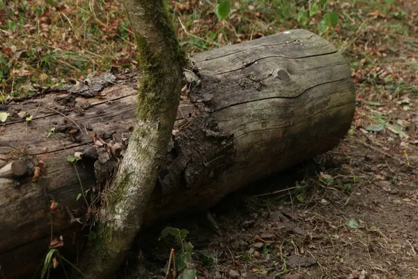 Stammen Ett Fallen Träd Skogen Sommar — Stockfoto