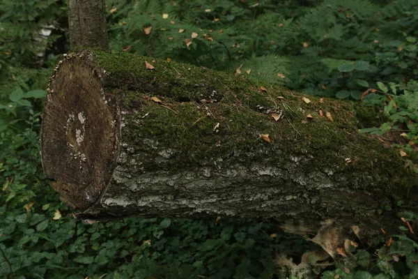 Tronco Árbol Caído Bosque Verano — Foto de Stock