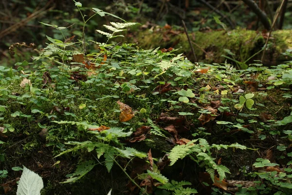 Plantes Vertes Été Dans Forêt Lumière Soleil — Photo