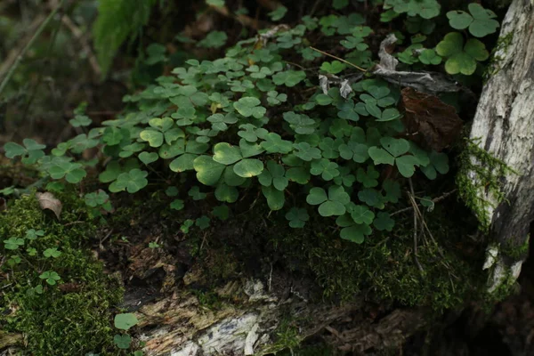 Plantas Verdes Verano Bosque Luz Del Sol — Foto de Stock