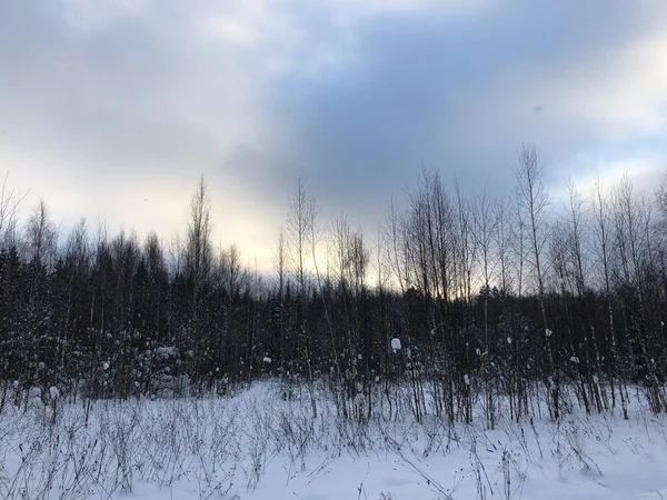 Paisagem Inverno Troncos Árvore Nua — Fotografia de Stock